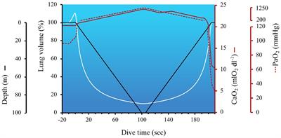 Breath-Hold Diving – The Physiology of Diving Deep and Returning